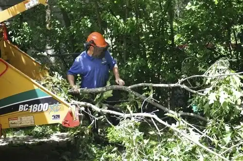 tree services Grand Haven